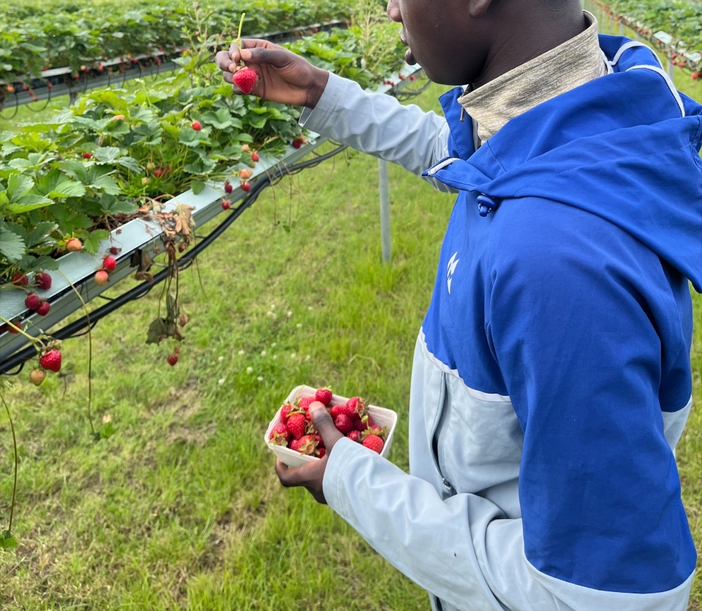Strawberry Picking The Clifton Centre